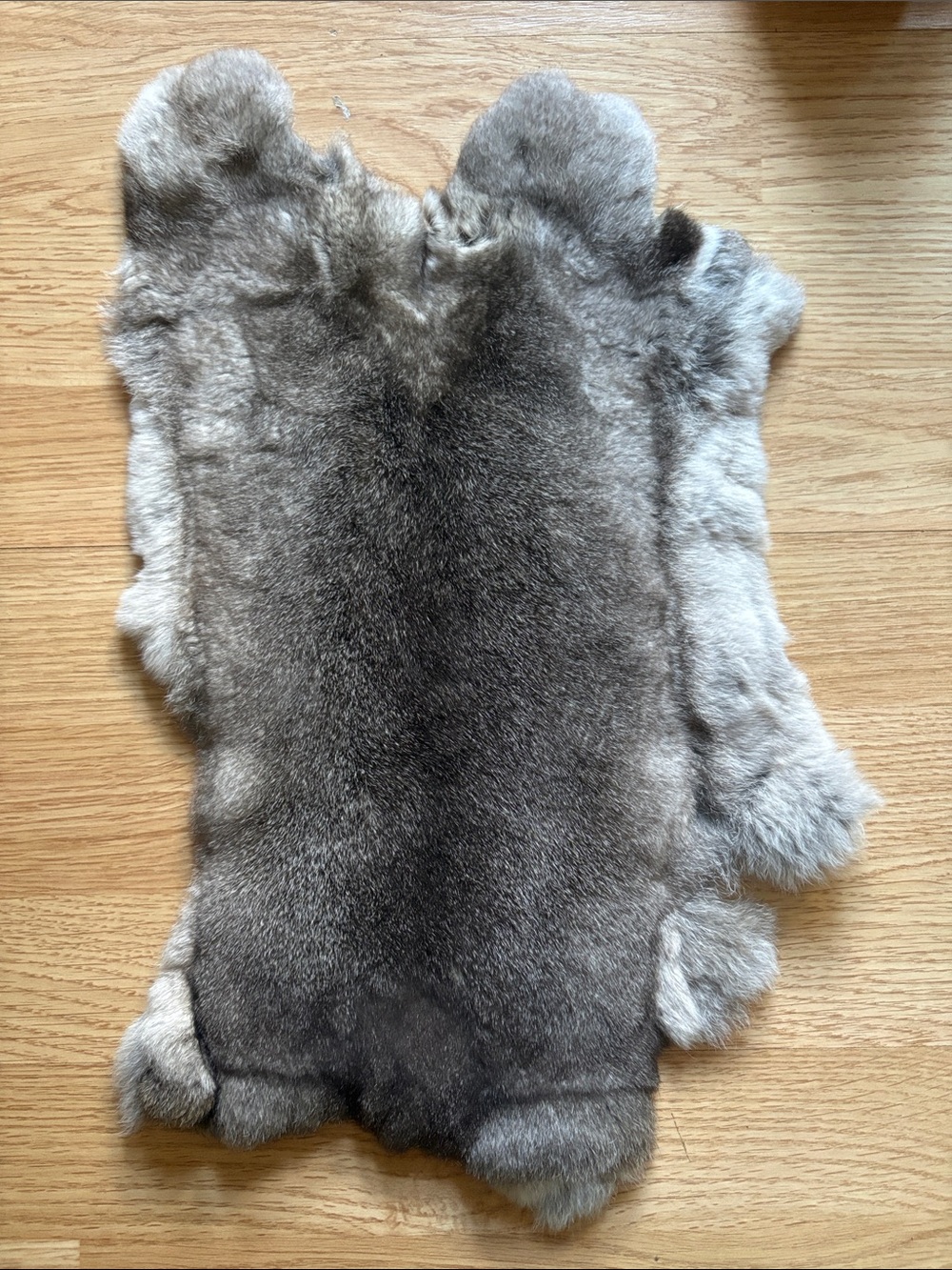 B0191 chinchilla color Rex rabbit hide